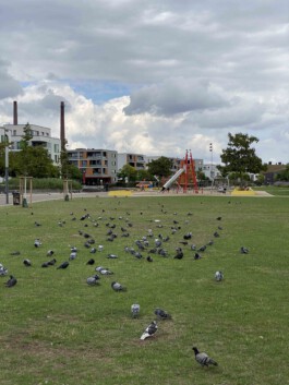 FOLKWANG UND DIE STADT 