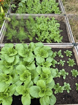 FOLKWANG UND DIE STADT 