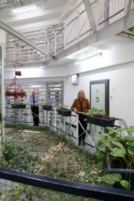 FOLKWANG UND DIE STADT