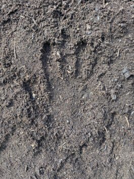 FOLKWANG UND DIE STADT 