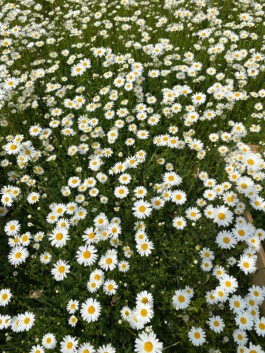 FOLKWANG UND DIE STADT 