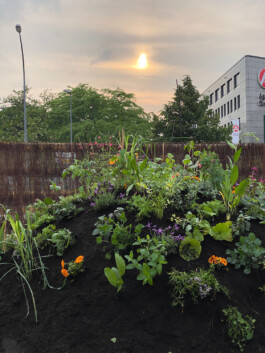 FOLKWANG UND DIE STADT 