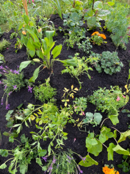 FOLKWANG UND DIE STADT 