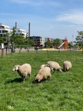 FOLKWANG UND DIE STADT