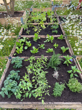 FOLKWANG UND DIE STADT 