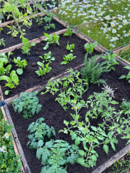 FOLKWANG UND DIE STADT 