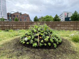 FOLKWANG UND DIE STADT 